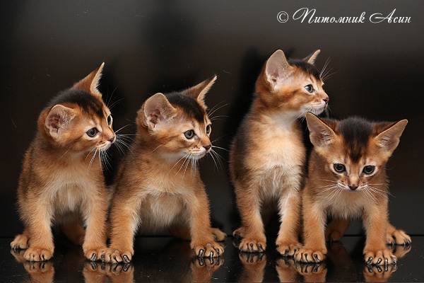 Питомники абиссинских кошек в москве и подмосковье