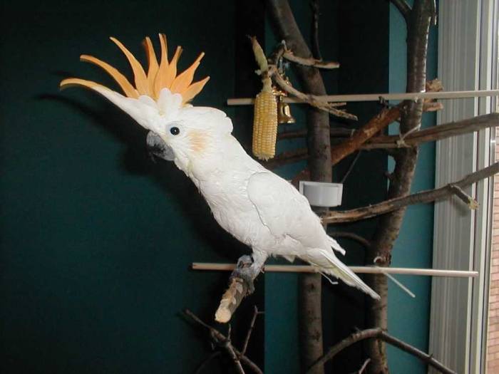 Продолжительность жизни попугаев какаду | сколько живут какаду