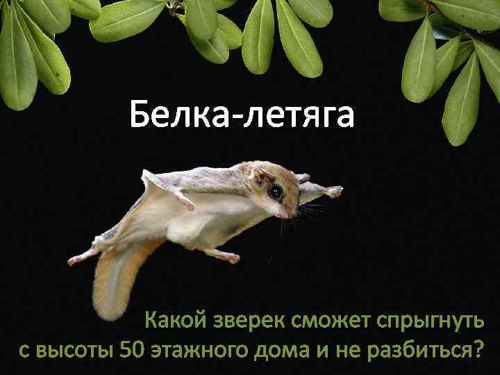 Доклад-сообщение белка летяга для 2, 4, 5 класса кратко
