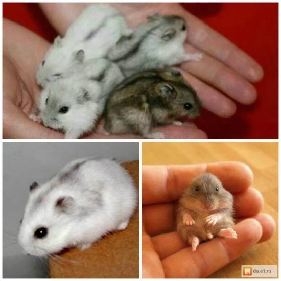 Какого домашнего хомячка выбрать и как его приручить?