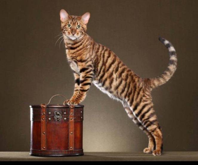 Порода кошек тойгер: особенности, фото и содержание