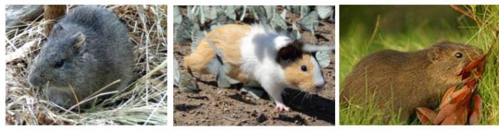 Морские свинки в дикой природе: родина и естественная среда обитания, что едят, где и как живут