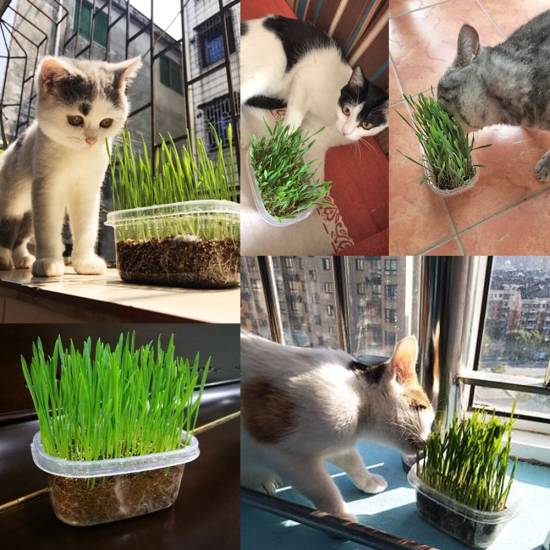 Трава для кошек: инструкция, как выбрать и вырастить траву для кошки