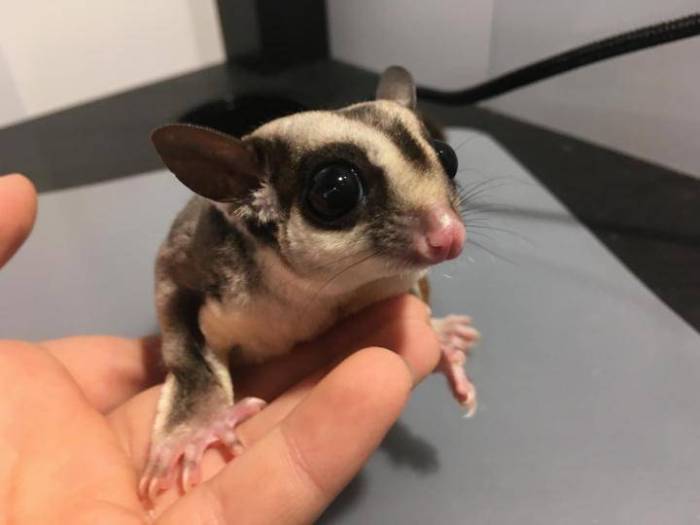 Сахарный поссум в домашних условиях: содержание, кормление