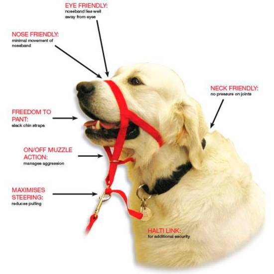 Недоуздок для собак: для чего нужен, как подобрать размер и пользоваться, как сшить своими руками