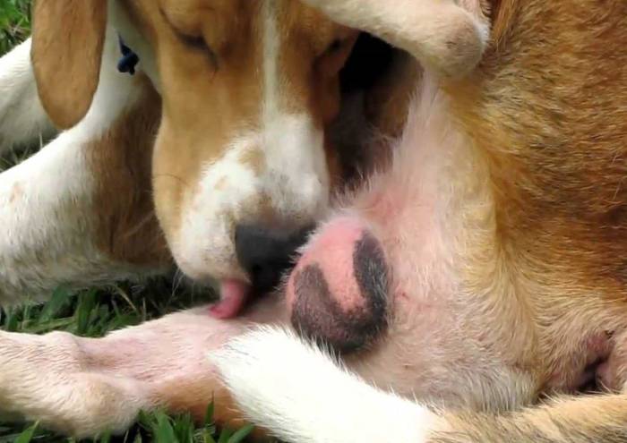 Собака чешется и выгрызает шерсть возле хвоста