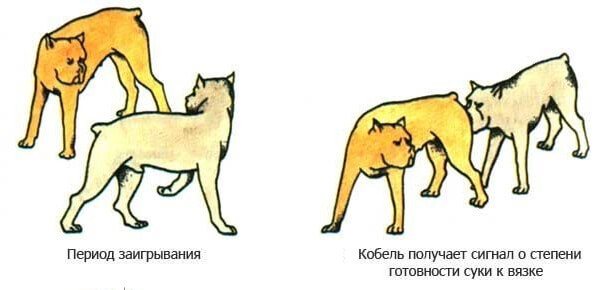 Вязка собак в первый раз: советы и рекомендации