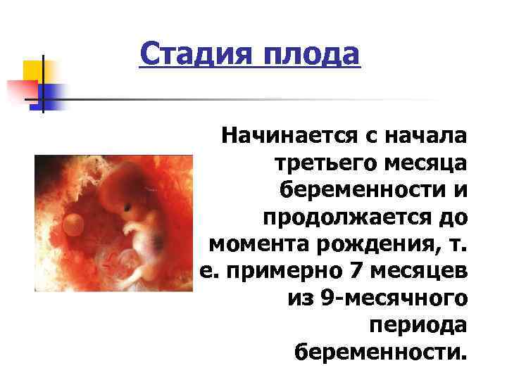 Описание понедельного календаря беременности для кошек: развитие плода