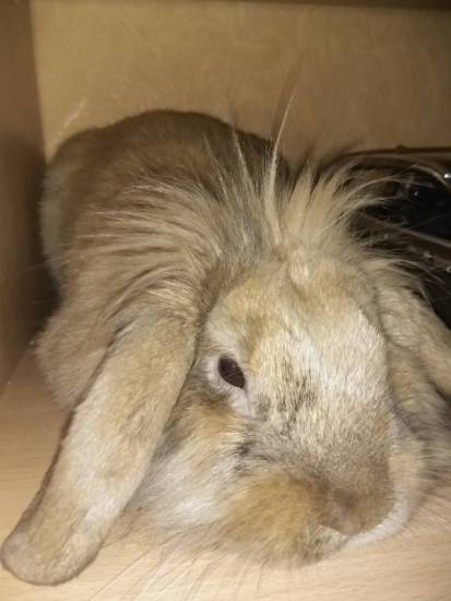 Кусаются ли кролики и почему, как их отучить?