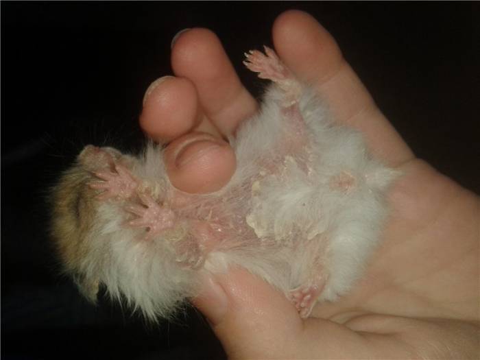 Как лечить заболевшего хомяка - wikihow