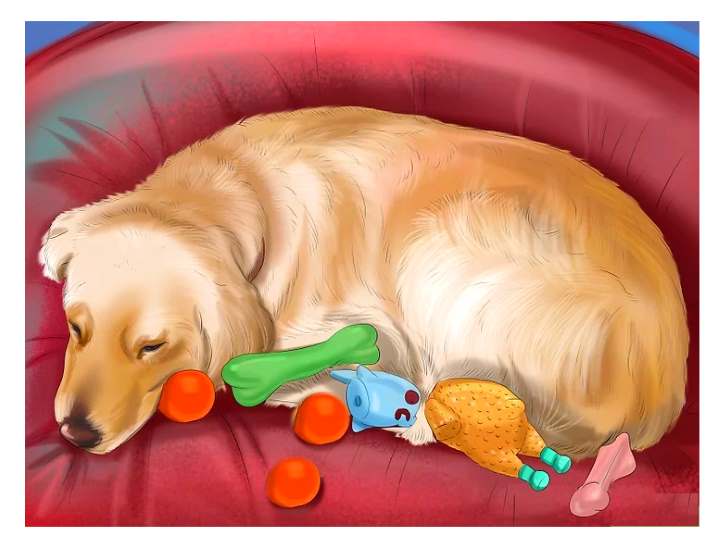 Ложная беременность у собак: причины, признаки и способы избавления | блог ветклиники "беланта"