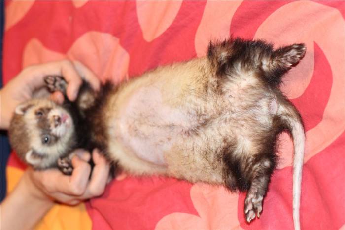 Внимание – линька у хорьков – 12-obezyan