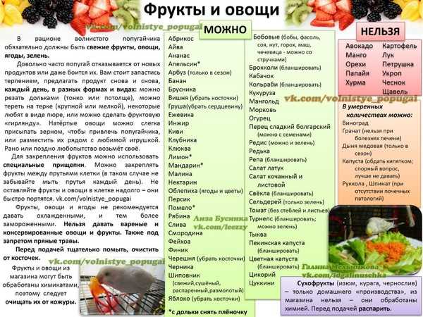 Можно ли хомякам яблоки: джунгарским, сирийским, кэмпбелла и другим породам