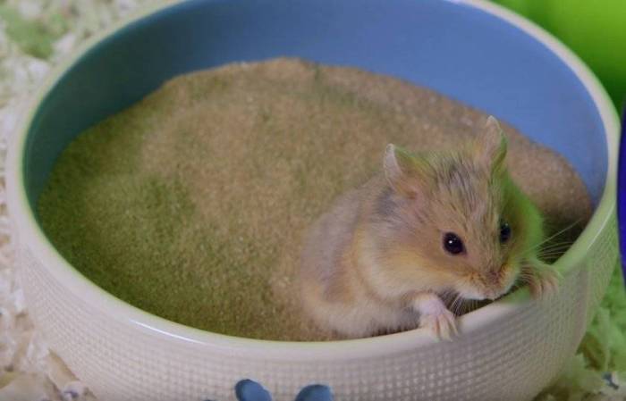 Песок для купания хомяков: какой песок нужен для сирийского и джунгарского хомяка