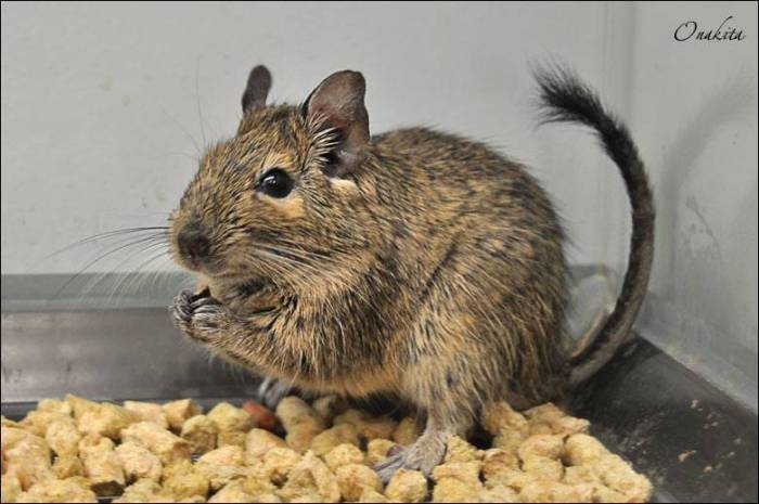 Ваша белка дегу: уход и содержание