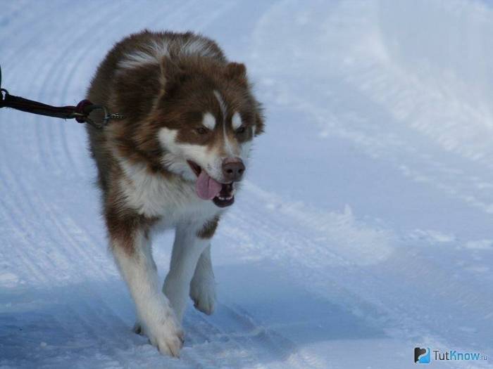 Эскимосская лайка: описание породы, характер и уход