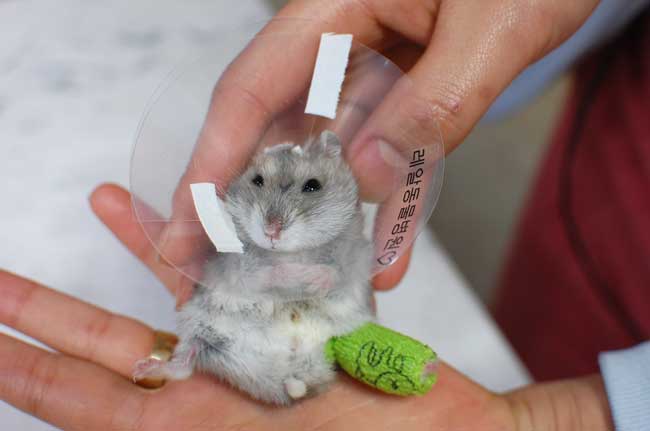 Лечение острых травм спинного мозга: переломов и вывихов