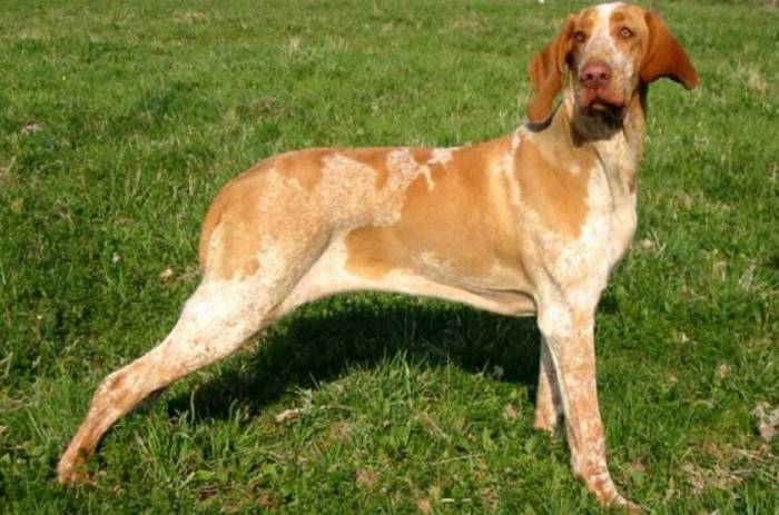 Итальянский бракк: стандарт породы, как содержать бракко итальяно, характер, воспитание, выбор щенков, фото и другие полезные нюансы