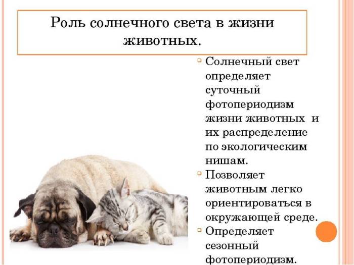 Сколько живут лабрадоры в домашних условиях, и как продлить жизнь собаке?