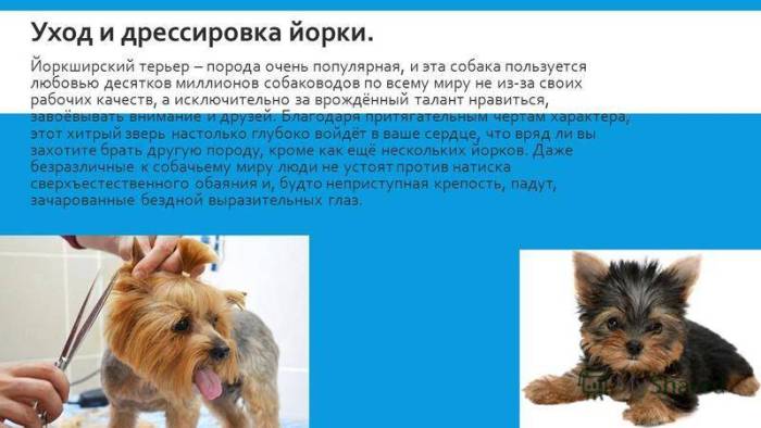 Как дрессировать йорка в домашних условиях