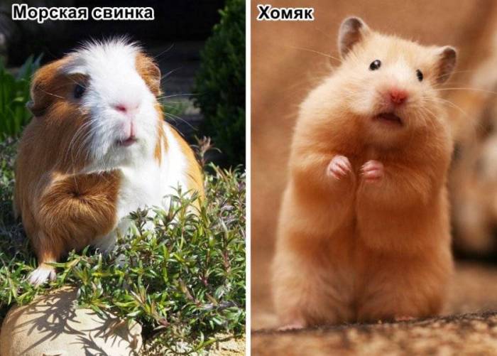 Кого лучше завести крысу или морскую свинку или хомяка