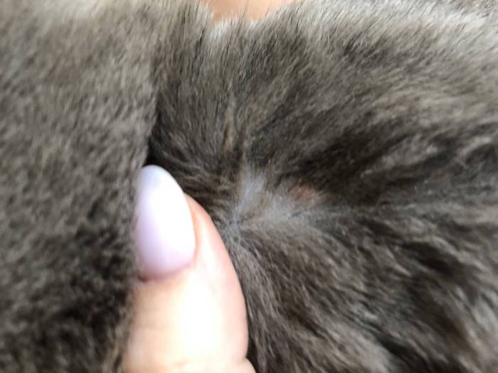 Почему появляются болячки у кошки на голове – 9 причин поражения кожи