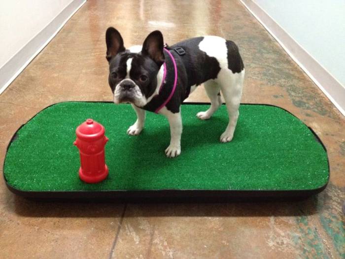 Что лучше лоток или пеленка для собак – про собак от а до я на glamour-dog.ru