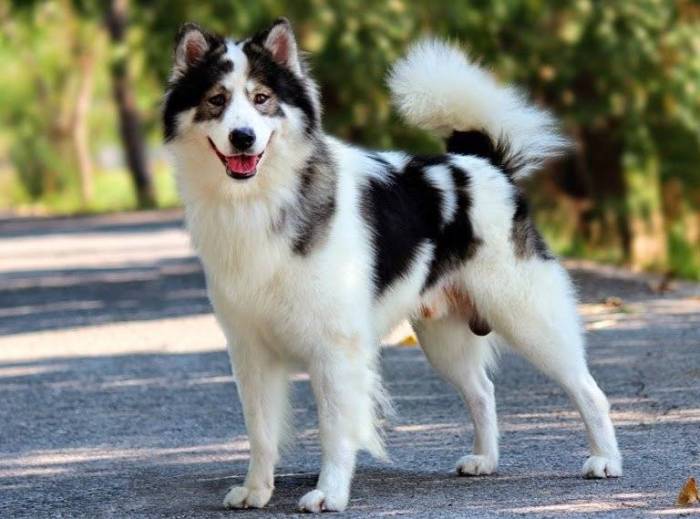 Тайский риджбек (махтай): фото, характеристики, содержание и уход