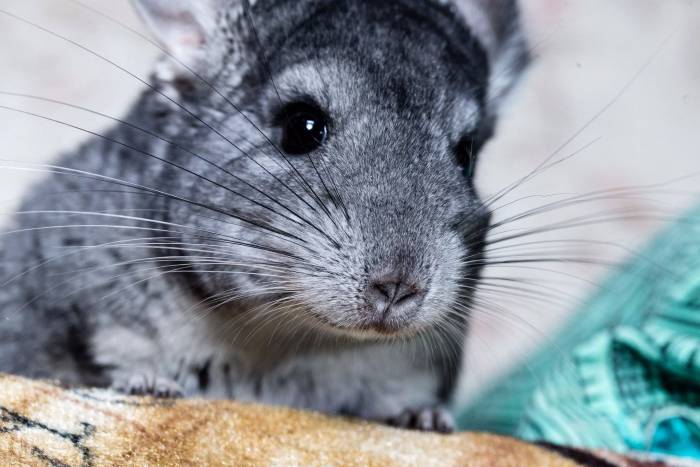 Почему шиншилла кричит и пищит ночью и днем, причины издавания странных звуков и их значения