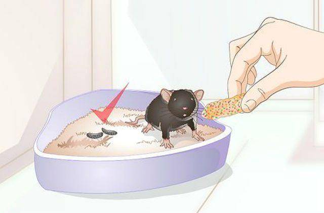 Кот ходит мимо лотка — самый полный список причин