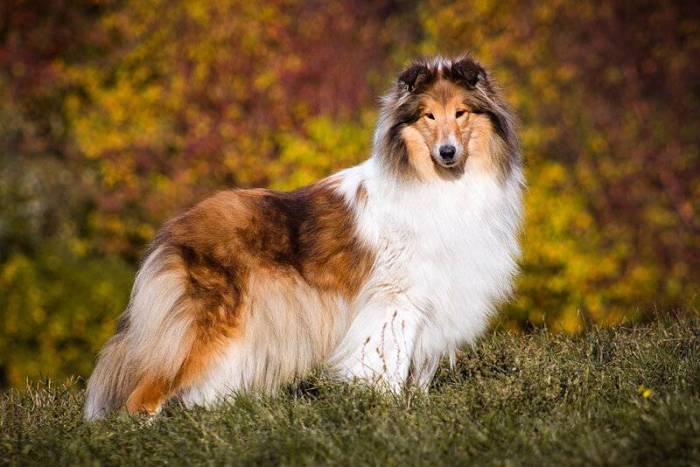 Колли собака - 80 фото самой роскошной длинношерстной овчарки