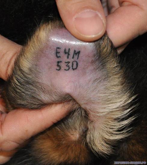 Что значит клеймо у собак и для чего оно нужно: как делают клеймение щенкам