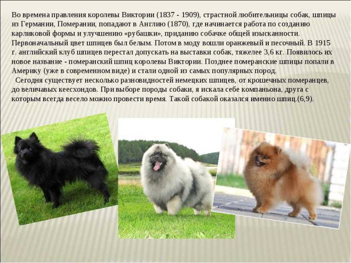 Японские породы собак