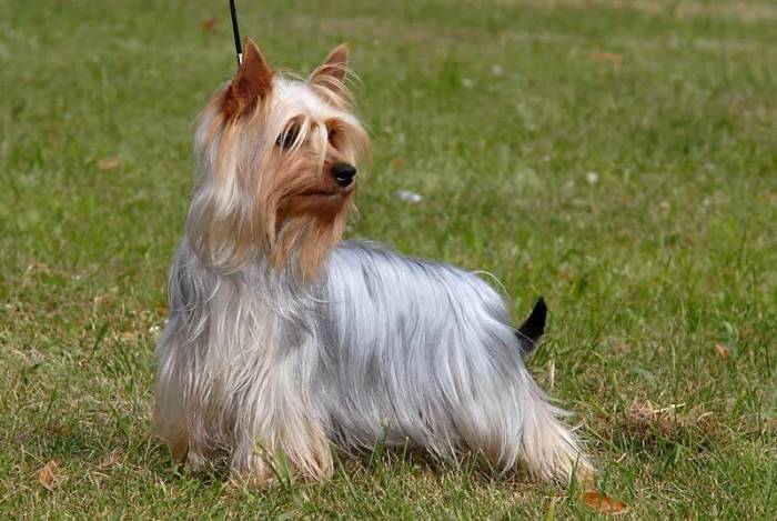 ᐉ описание породы австралийский шелковистый терьер - ➡ motildazoo.ru