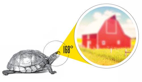 Глаза и их особенности