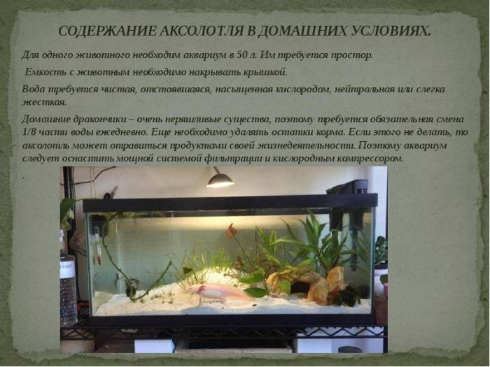 Всё об аксолотле