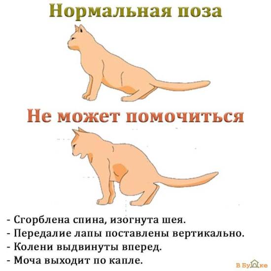 Что делать, если кота или кошку рвет после еды непереваренной пищей: рвота с желчью, пеной и кровью, почему и как лечить в домашних условиях
