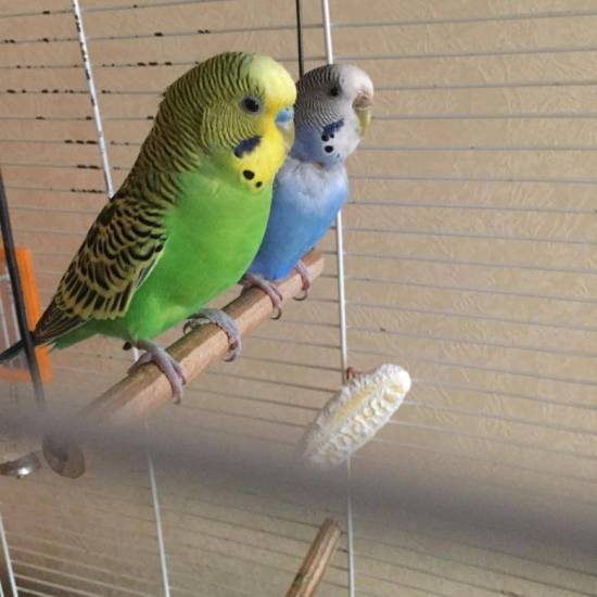 Имена для волнистых попугаев мальчиков и девочек