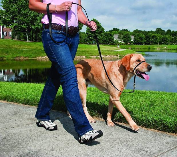 Как отучить собаку тянуть поводок на прогулке