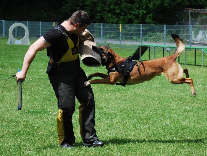 Общие правила самостоятельной дрессировки: советы по обучению, секреты кинологов