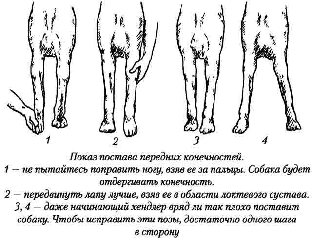 Парезы и параличи у собак: почему парализовало, лечение параплегии тазовых (задних) конечностей, симптомы и что делать, причины, физиотерапия и массаж