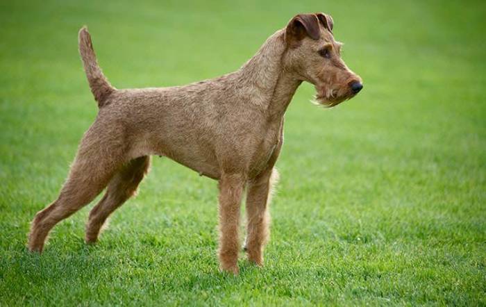Ирландский терьер: фото, описание породы, характер, уход