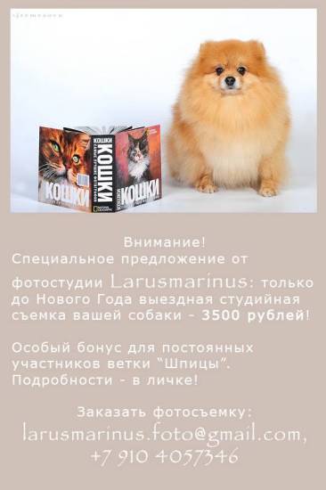 Как воспитывать померанского шпица?