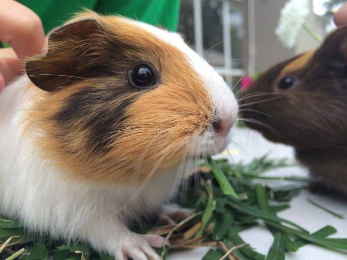 Морская свинка чихает: что делать?