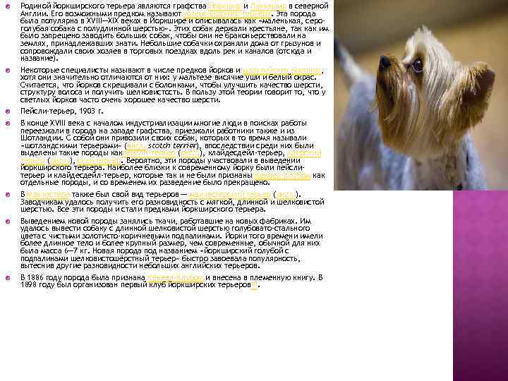 Порода собак йоркширский терьер – особенности характера и содержания
