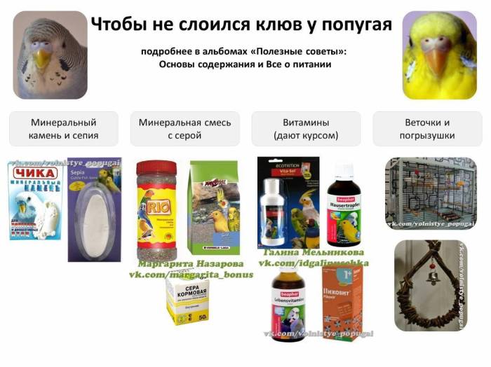 Какие фрукты можно давать волнистым попугаям?