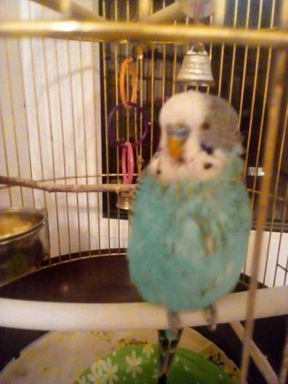 Попугай отравился: первая помощь и лечение симптомы отравления