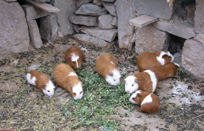 Морская свинка куи: фото