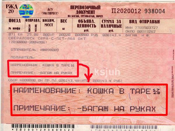 Как певезти кошку в поезде по россии ржд: правила, прививки