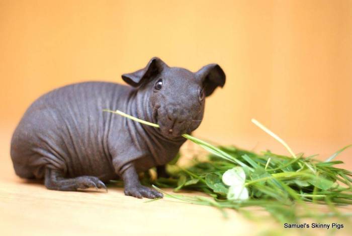 Морская собачка-сфинкс (aidablennius sphynx) фото, ареал внешний вид боковая линия собачка-сфинкс окраска распространение биология среда обитания размножение охрана гнезда икра личинки поведение, рыбы